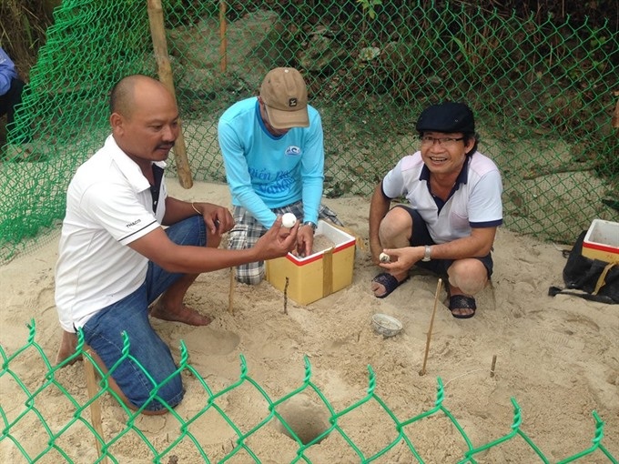 Chàm Island saves threatened turtle - 1 Chàm Island saves threatened turtle - 1