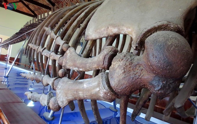 Largest whale skeleton in Southeast Asia - 6