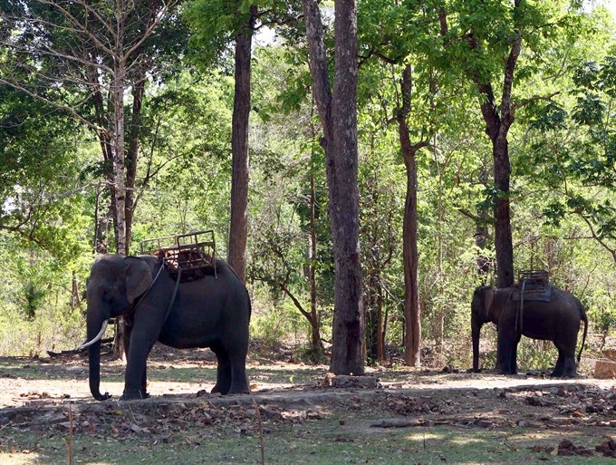 Conference highlights elephant conservation - 1