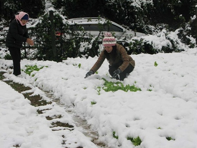 Sa Pa snowfall damages farms - 1