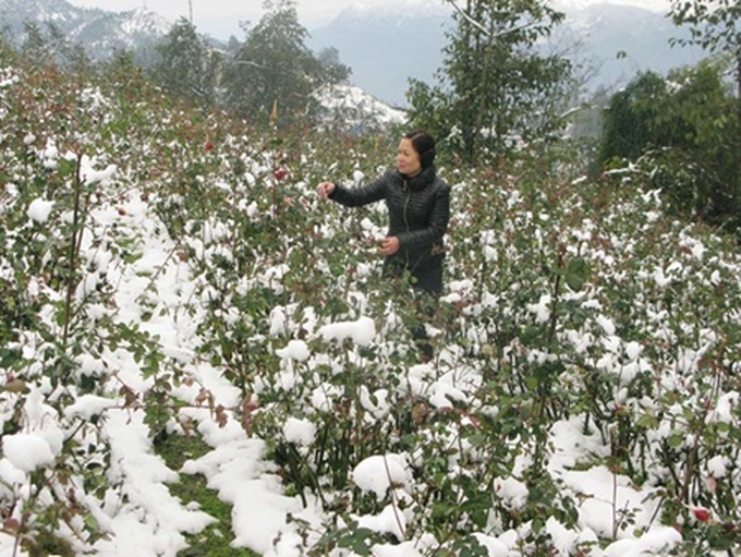 Sa Pa snowfall damages farms - 2