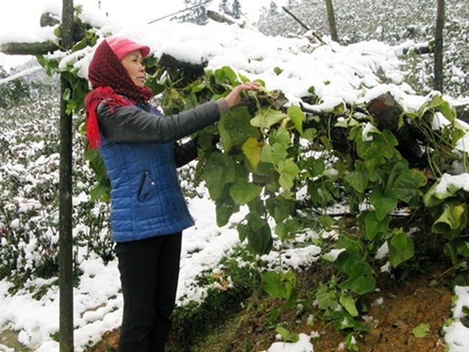 Sa Pa snowfall damages farms - 3