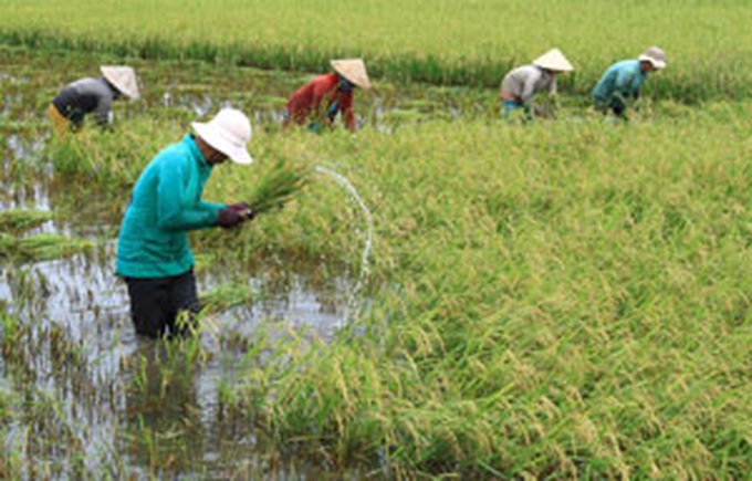 Delta crops face threat from salt - 1