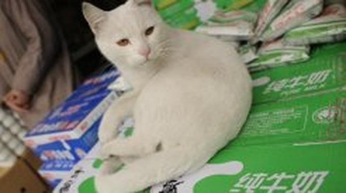 Ancient bones offer peek at history of cats in China - 1