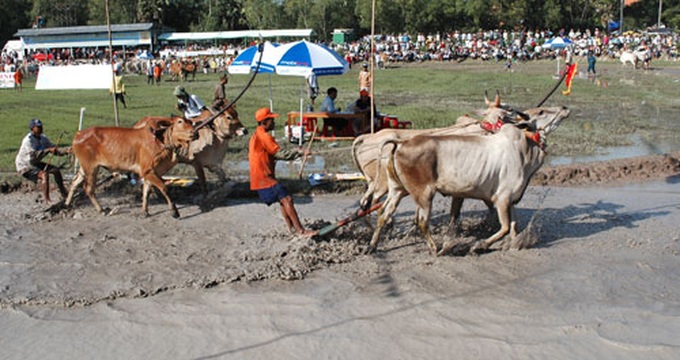 Cow race – Khmer Cultural Festival highlight - 2 Cow race – Khmer Cultural Festival highlight - 2