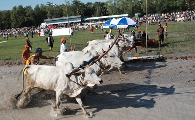 Cow race – Khmer Cultural Festival highlight - 3 Cow race – Khmer Cultural Festival highlight - 3
