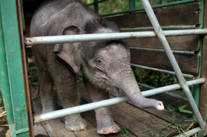 Six pygmy elephants found dead on Malaysian Borneo - 1 Six pygmy elephants found dead on Malaysian Borneo - 1