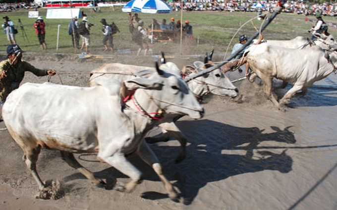 Cow race – Khmer Cultural Festival highlight - 4 Cow race – Khmer Cultural Festival highlight - 4