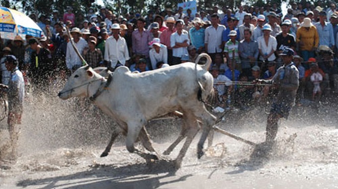 Cow race – Khmer Cultural Festival highlight - 5 Cow race – Khmer Cultural Festival highlight - 5