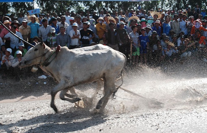 Cow race – Khmer Cultural Festival highlight - 6 Cow race – Khmer Cultural Festival highlight - 6