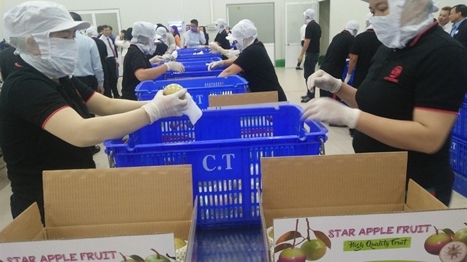 First batch of Vietnamese star apple exported to the US - 1 First batch of Vietnamese star apple exported to the US - 1