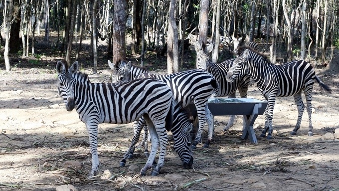 Vingroup dismisses reports of mass animal deaths at Phu Quoc safari - 1