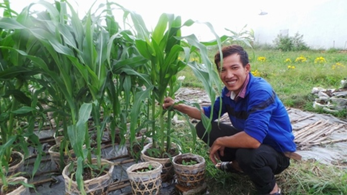 Fruit tree made into bonsai for Tet - 4