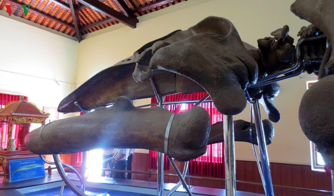 Largest whale skeleton in Southeast Asia - 3