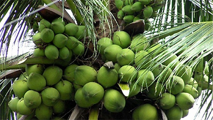 Coconut palms - symbol of Ben Tre - 1 Coconut palms - symbol of Ben Tre - 1