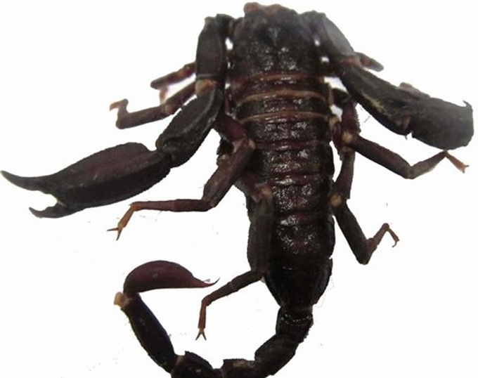 New scorpion species found in northern Vietnam - 1