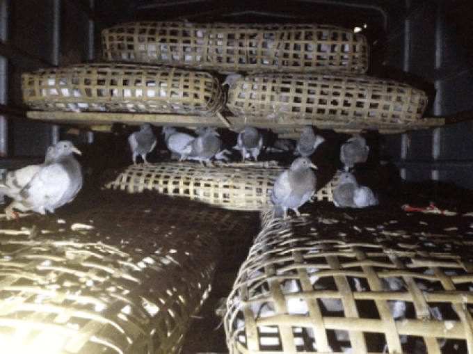 Hundreds of pigeons seized - 1