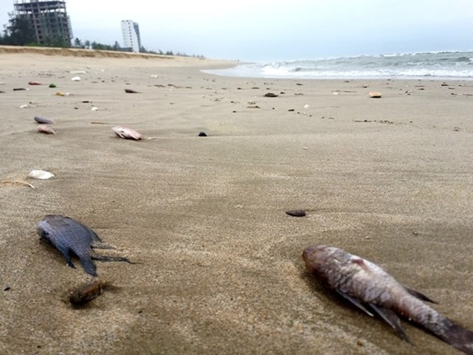 Mass fish deaths pollute Quang Binh beaches - 1