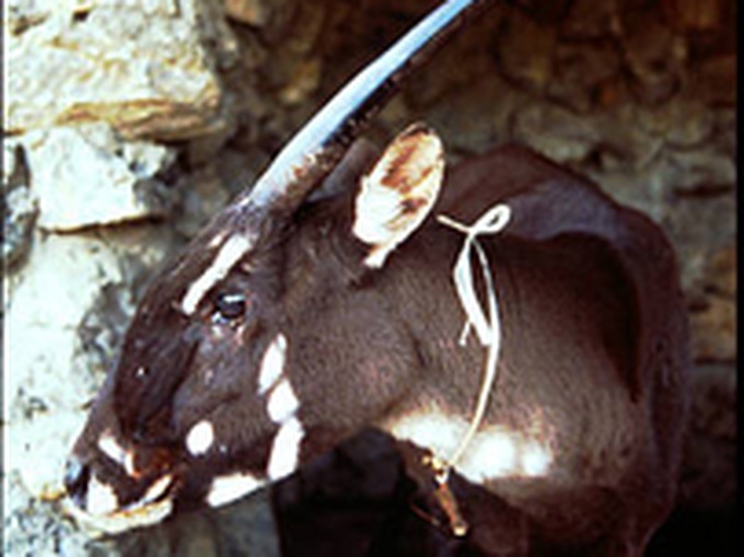 'Asian Unicorn' faces extinction - 1