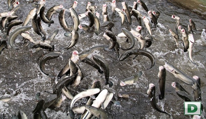 Flying snakehead fish show in Can Tho City - 1