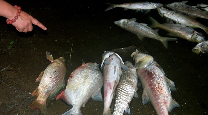 More mass fish deaths in Hanoi - 1 More mass fish deaths in Hanoi - 1