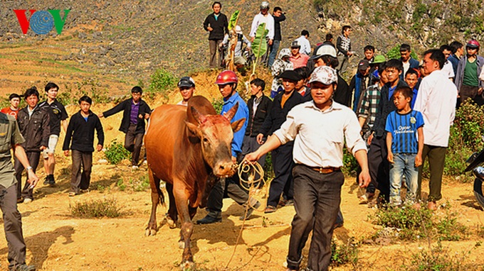 Cow race at Khau Vai Love Market - 1