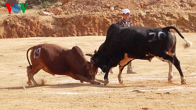 Cow race at Khau Vai Love Market - 10