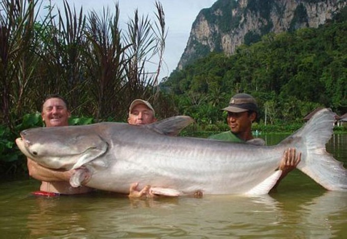 Mekong River reveals huge bounty - 1 Mekong River reveals huge bounty - 1