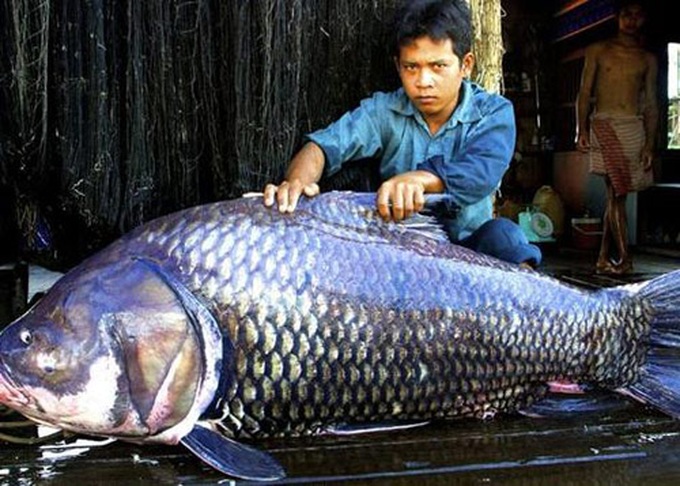 Mekong River reveals huge bounty - 2 Mekong River reveals huge bounty - 2