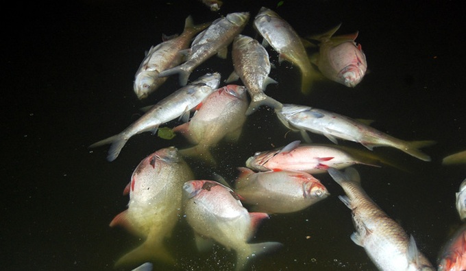 More mass fish deaths in Hanoi - 2 More mass fish deaths in Hanoi - 2