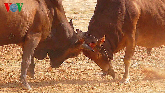 Cow race at Khau Vai Love Market - 2