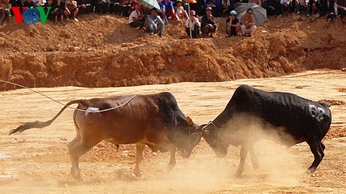 Cow race at Khau Vai Love Market - 4