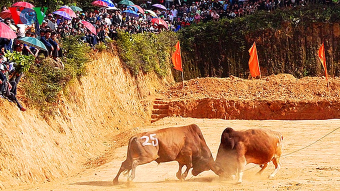 Cow race at Khau Vai Love Market - 5