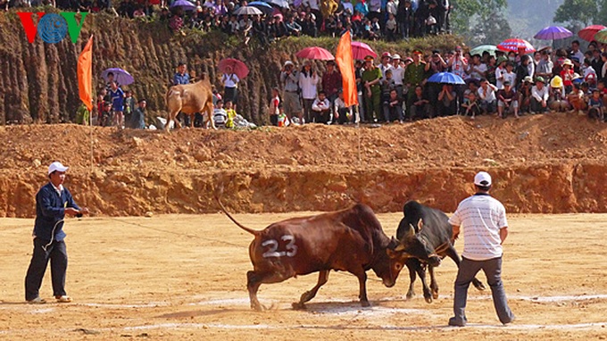 Cow race at Khau Vai Love Market - 6