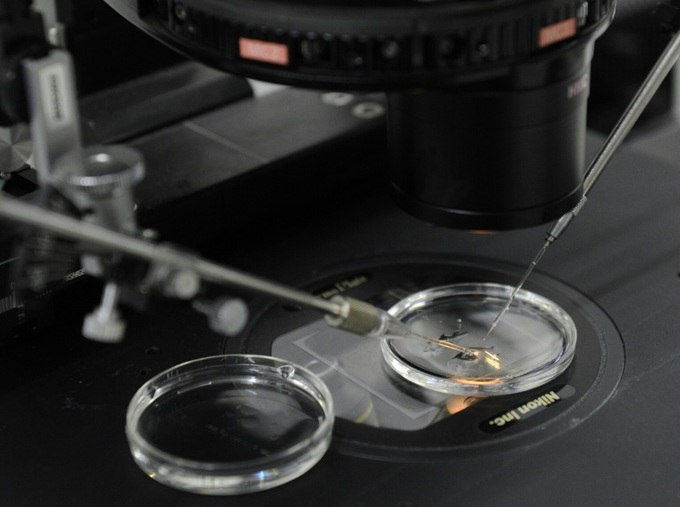 Scientists create first human-pig embryos - 1