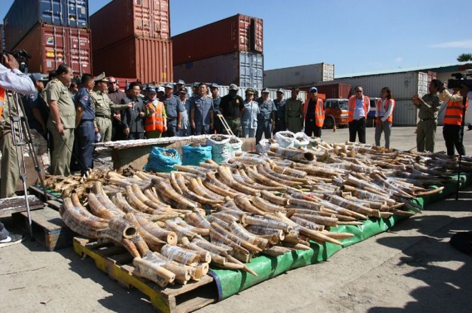 Cambodia seizes huge haul of ivory and animal parts - 1