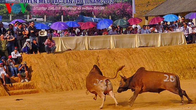 Cow race at Khau Vai Love Market - 7