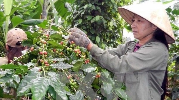 Coffee exports expected to earn US$3 billion - 1