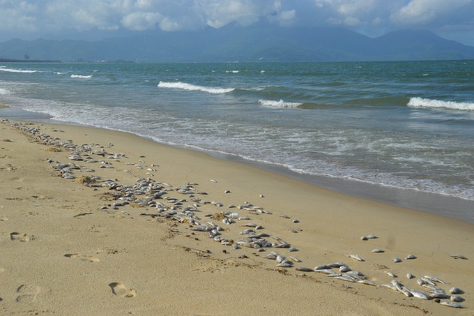Danang mass fish death caused by explosives - 1 Danang mass fish death caused by explosives - 1