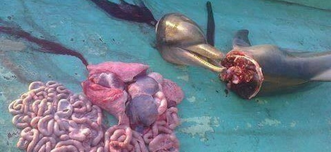 Police search for dolphin killers - 2 Police search for dolphin killers - 2