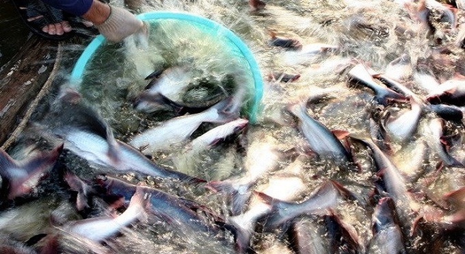 Stricter regulations imposed on US catfish industry - 1