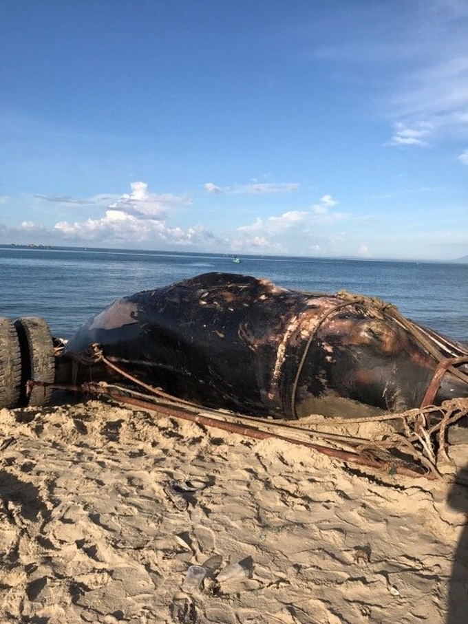 15-tonne-whale found dead in Binh Thuan - 1