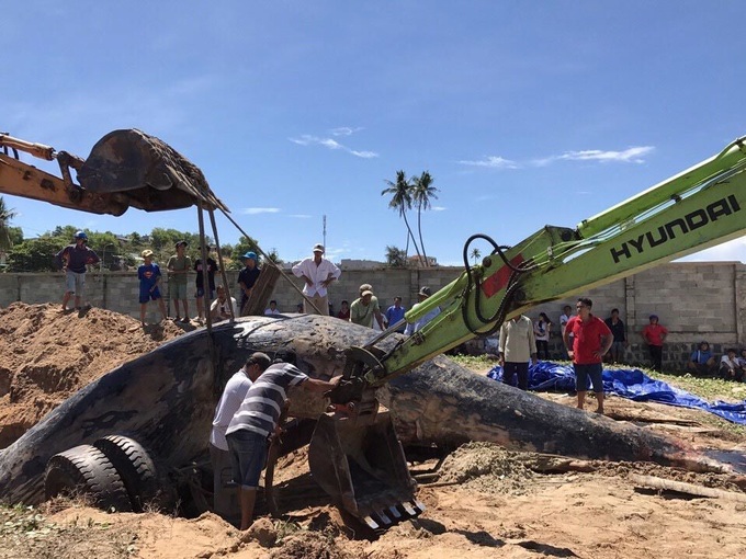 15-tonne-whale found dead in Binh Thuan - 2