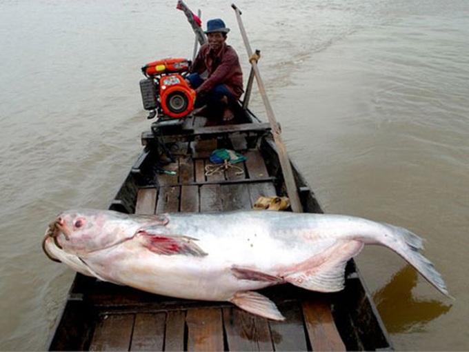 Mekong River reveals huge bounty - 4 Mekong River reveals huge bounty - 4