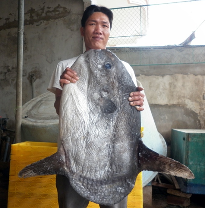 Rare ocean fish caught off central Vietnam - 1 Rare ocean fish caught off central Vietnam - 1