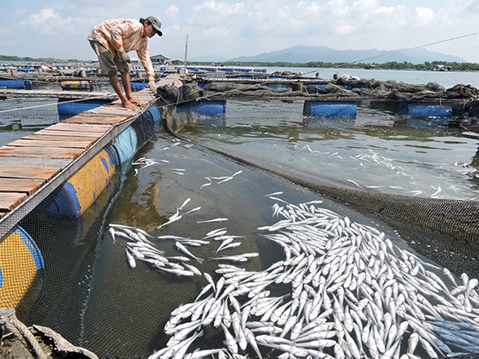 Seafood firms liable for Ba Ria-Vung Tau fish losses - 1