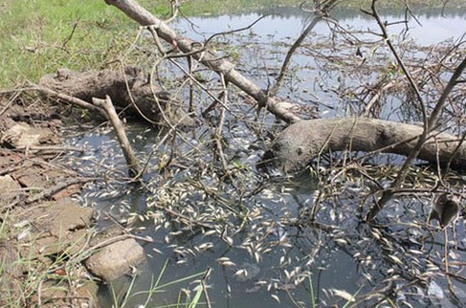 Wastewater kills thousands of fish in Quang Ngai - 1 Wastewater kills thousands of fish in Quang Ngai - 1