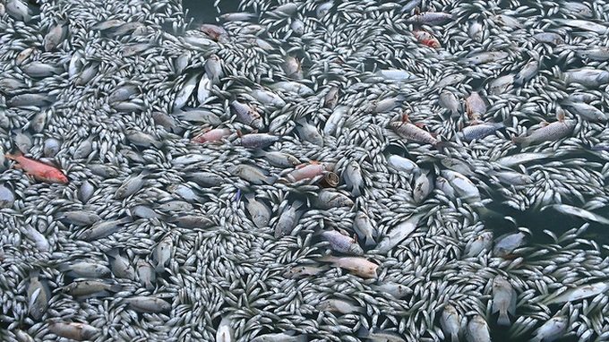 Fish die en mass in West Lake again - 1 Fish die en mass in West Lake again - 1