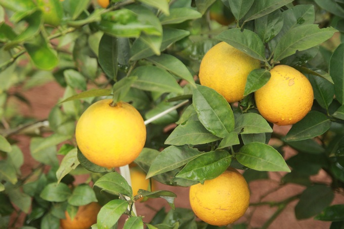 Oranges to be served on Vietnam Airlines flights - 1