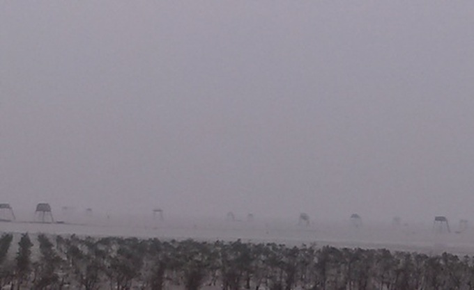 Thanh Hoa oyster farmers face huge losses - 2